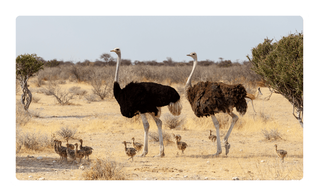 Autruche D Afrique Amelio Autruche D Afrique Amelio